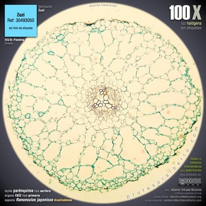 Parénquima aerífero